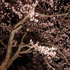 繚乱の春の花