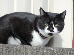 黒猫さん