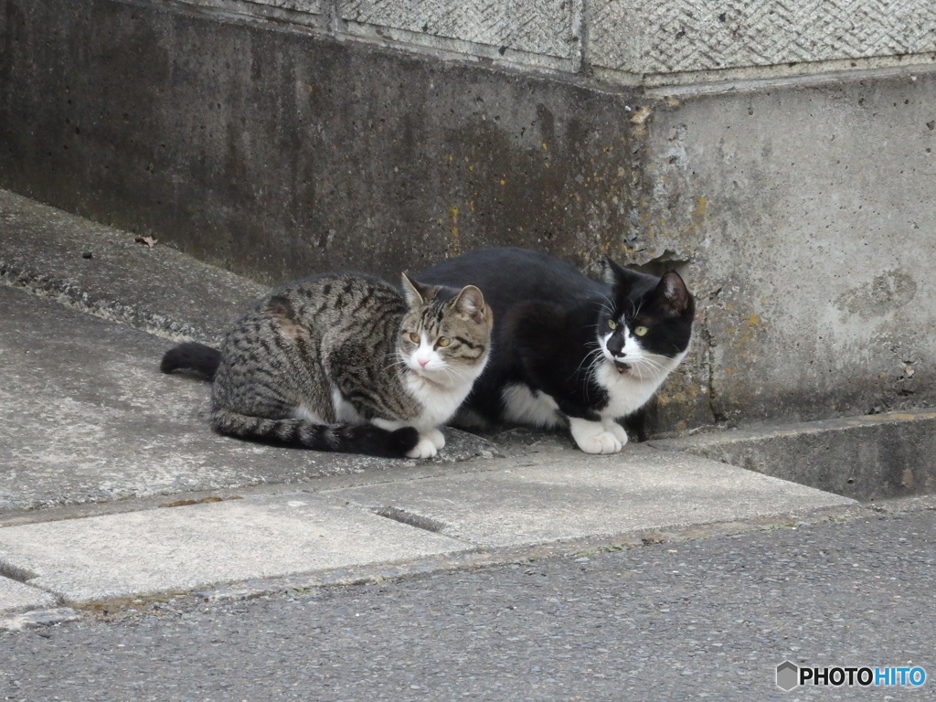スーパーキャットブラザーズ・・・