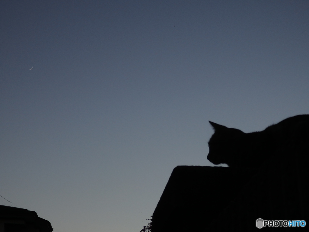 猫と三日月
