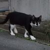 ネコさん一人旅？