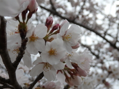 桜