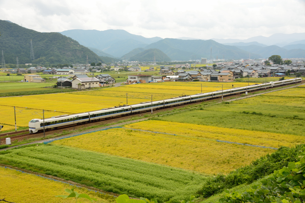 田園を羽ばたく雷鳥