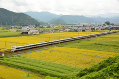 田園を羽ばたく雷鳥