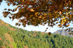 紅葉は？早かった？