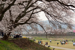 夕桜