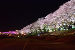 夜桜