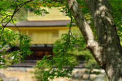 金と緑