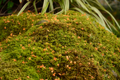 苔を彩る