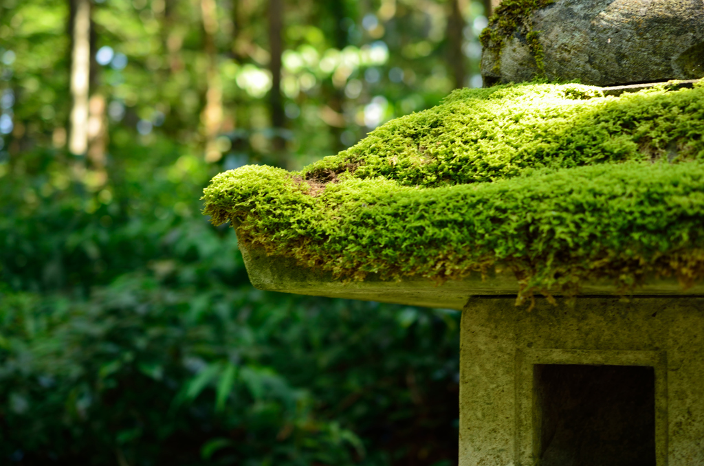 苔むす