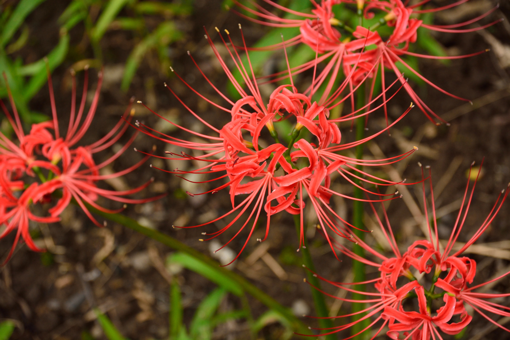 秋の大輪の花火