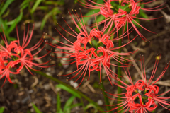 秋の大輪の花火