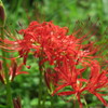 曼珠沙華＃２