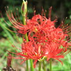 曼珠沙華＃３
