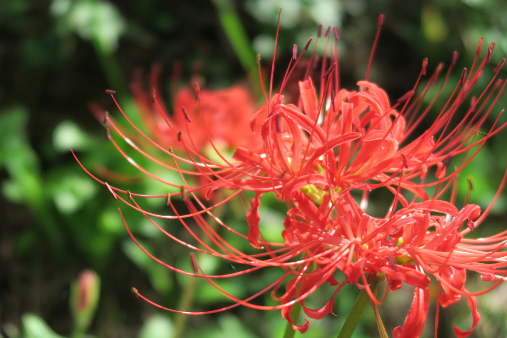 曼珠沙華
