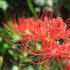 曼珠沙華