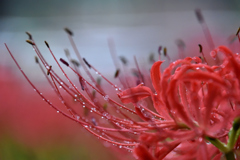 水もしたたるいいお花 