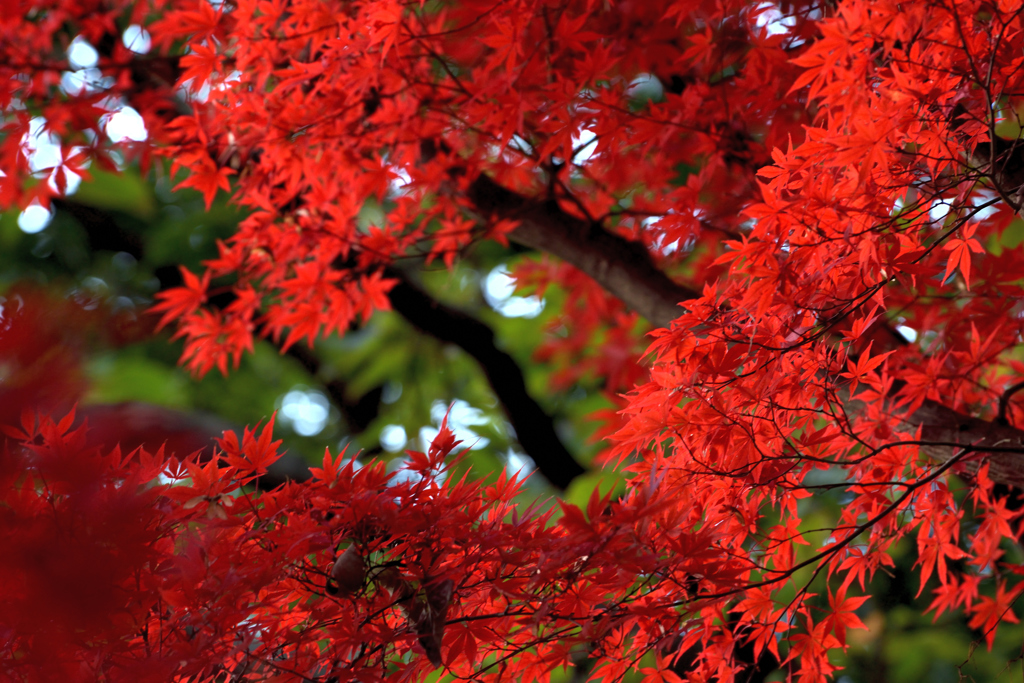 寒さに負けずと燃える紅葉 