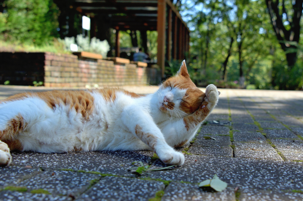 趣味が森林浴な猫さん