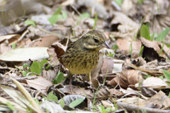 葛西臨海公園の小鳥
