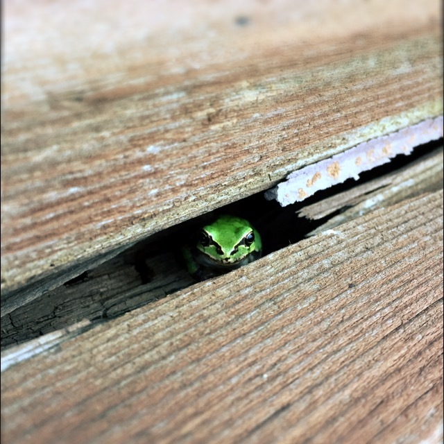 いきもの