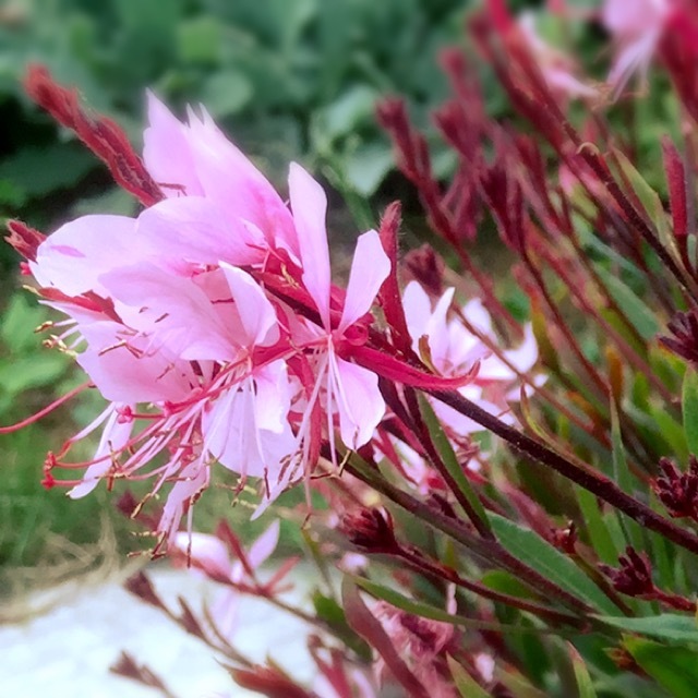 はな