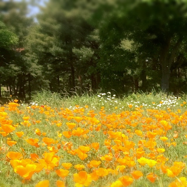 はな