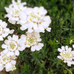 はな