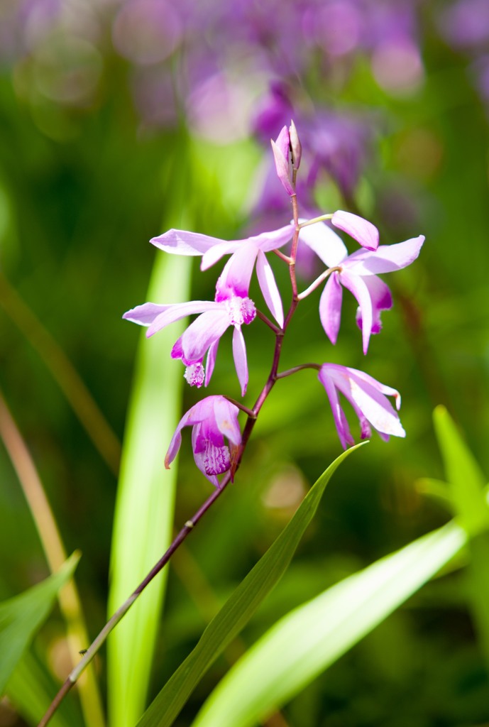 まるで花が光っているような