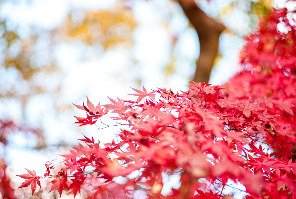 透き通る紅の葉