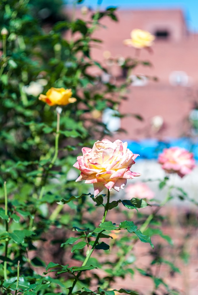 薔薇
