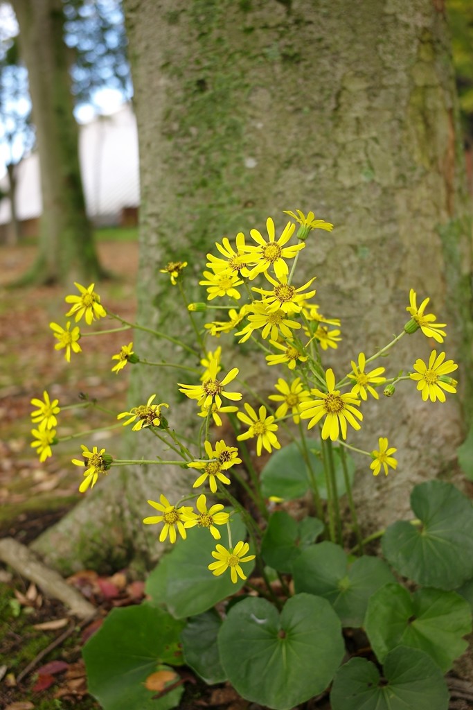 ツワブキの花