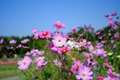 秋晴れの秋桜