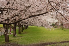 八王子片倉城址公園の桜