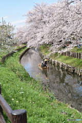 小江戸川越 春の舟遊