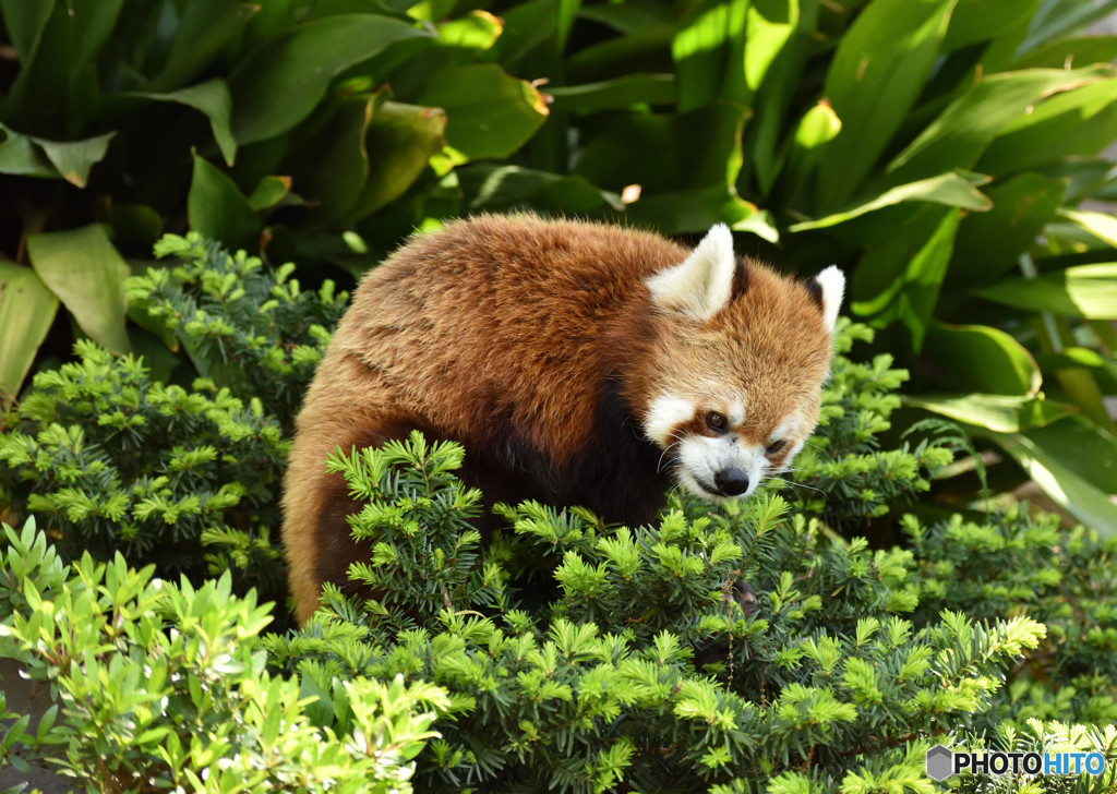緑とレッサーパンダ