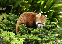 緑とレッサーパンダ