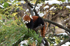 レッサーパンダと雪