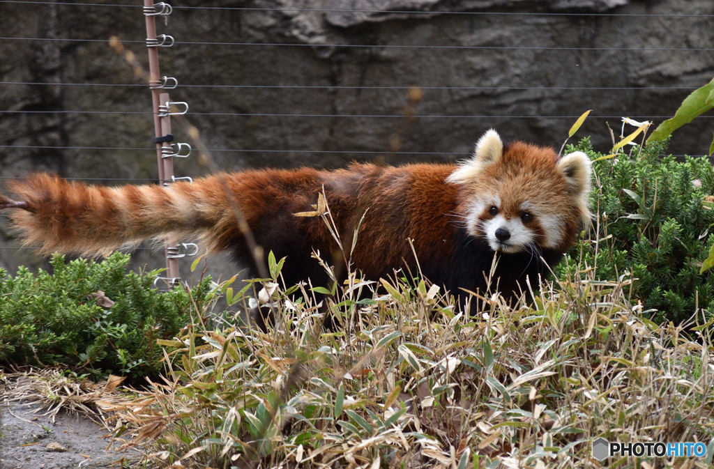 ズーラシア　レッサーパンダ