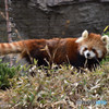 ズーラシア　レッサーパンダ