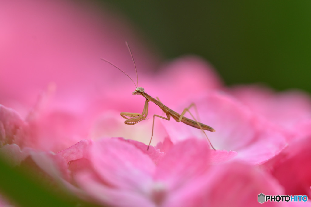 カマキリの赤ちゃん By せんべい Id 写真共有サイト Photohito