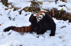 レッサーパンダと雪2
