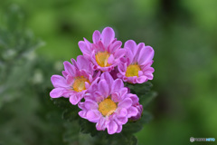花のコップ
