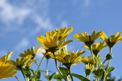 花と空