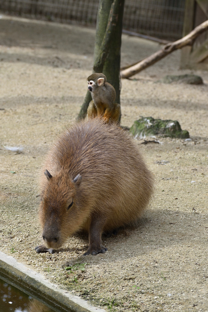 カピバラとコモンリスザル