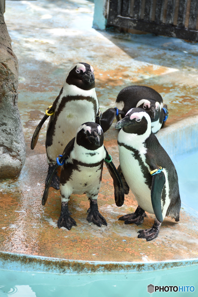 ペンギン