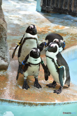ペンギン