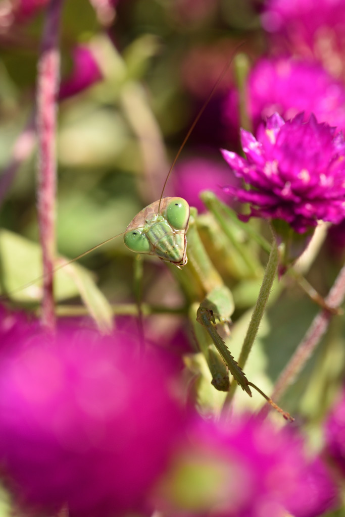 カマキリ