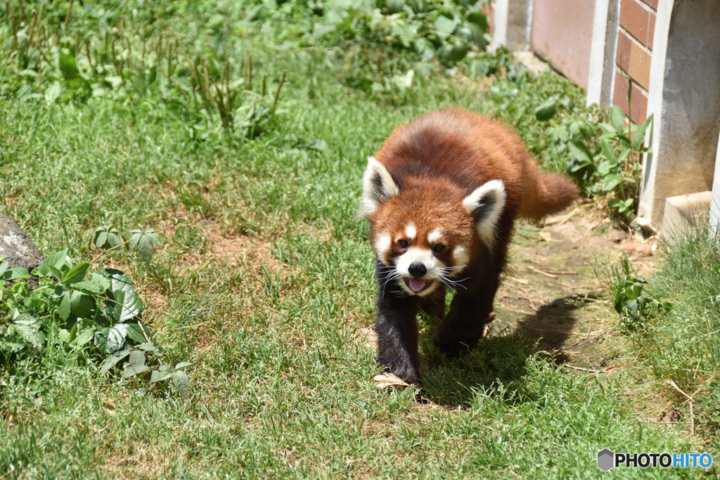 レッサーパンダ