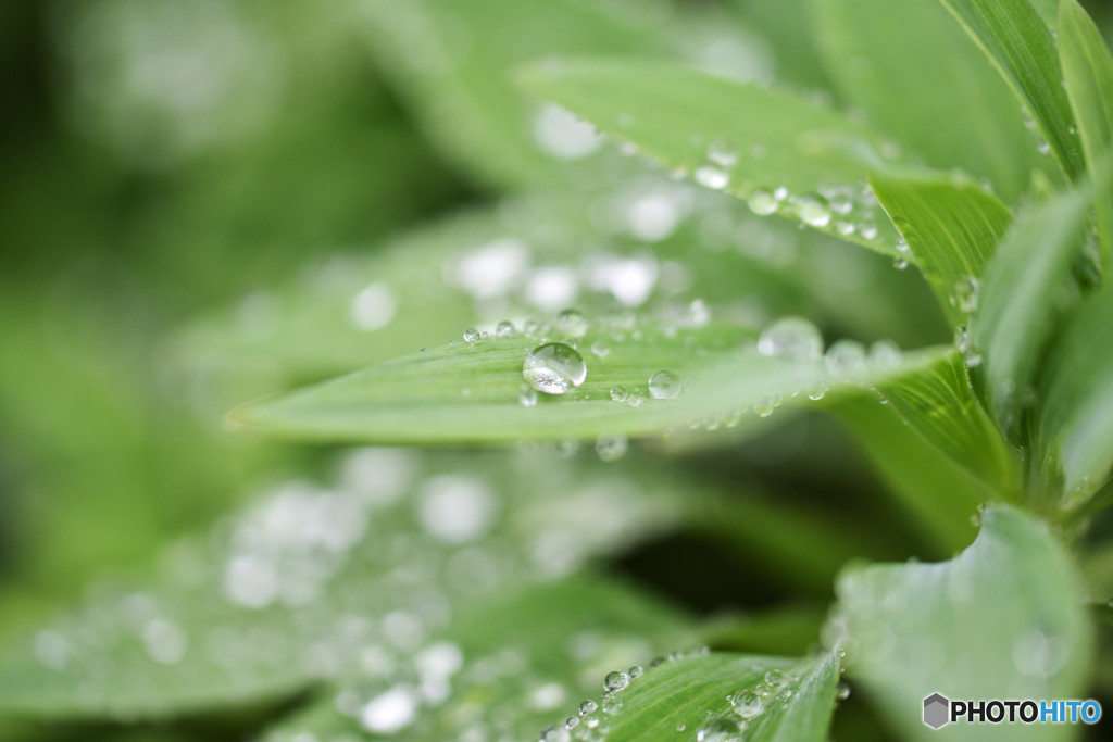 雨上がりの雫